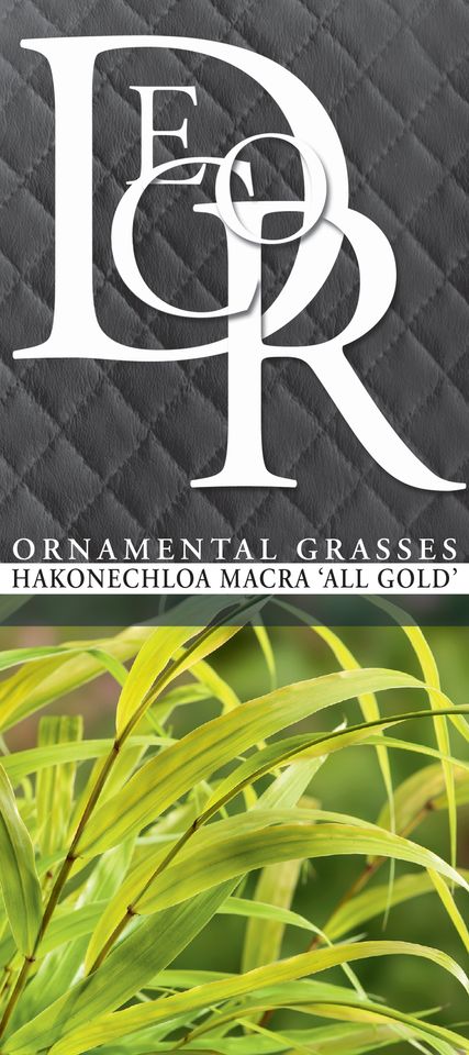 Hakonechloa macra 'All Gold'
