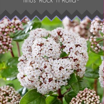 Viburnum tinus 'Rock 'n Rolla'