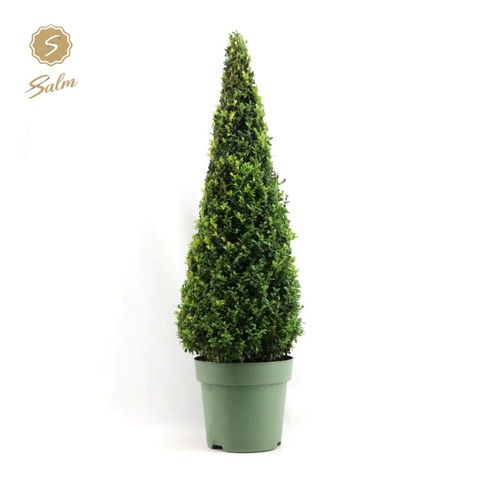 Buxus sempervirens