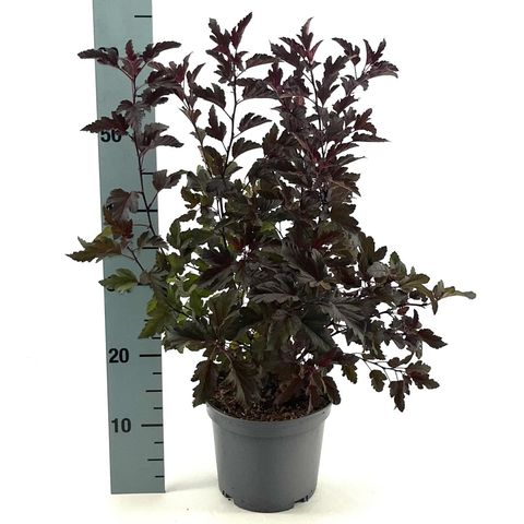 Physocarpus opulifolius ALL BLACK