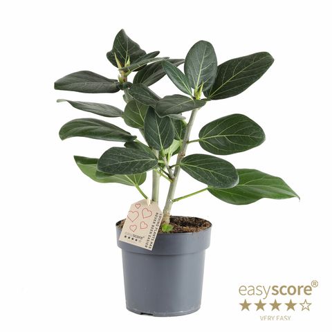 Ficus benghalensis 'Audrey'