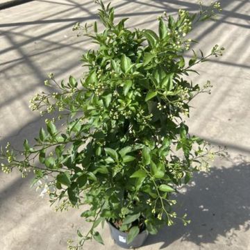 Solanum jasminoides 'Lillirom'