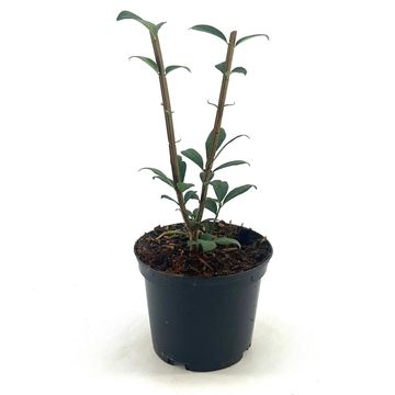 Euonymus alatus 'Compactus'