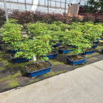 Acer palmatum 'Katsura'