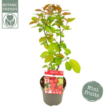 Malus transitoria APPLETINI