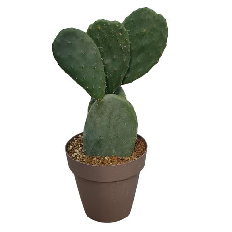 Opuntia ficus-indica