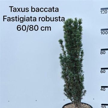 Taxus baccata 'Fastigiata Robusta'