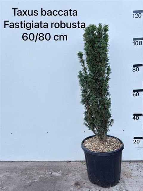 Taxus baccata 'Fastigiata Robusta'