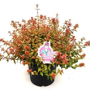 Abelia x grandiflora LADY SUMMERDREAM