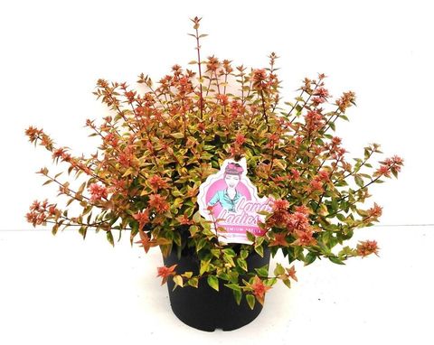 Abelia x grandiflora LADY SUMMERDREAM