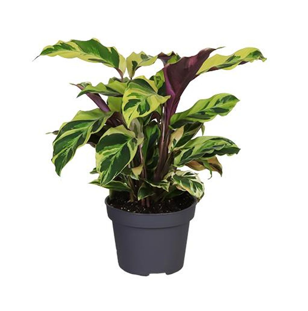 dracena baum Grosser Drachenbaum