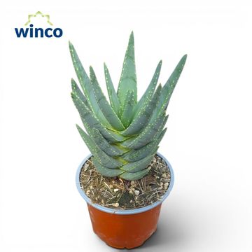 Aloe dichotoma