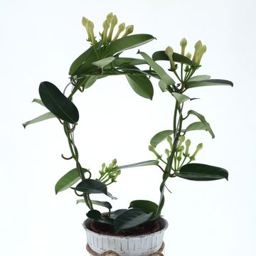 Stephanotis floribunda