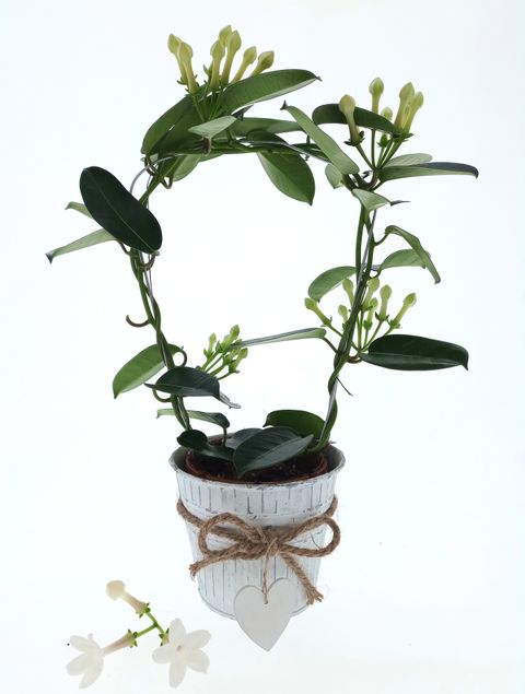 Stephanotis floribunda