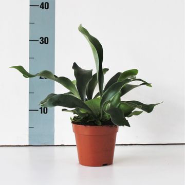 Platycerium bifurcatum 'Netherlands'