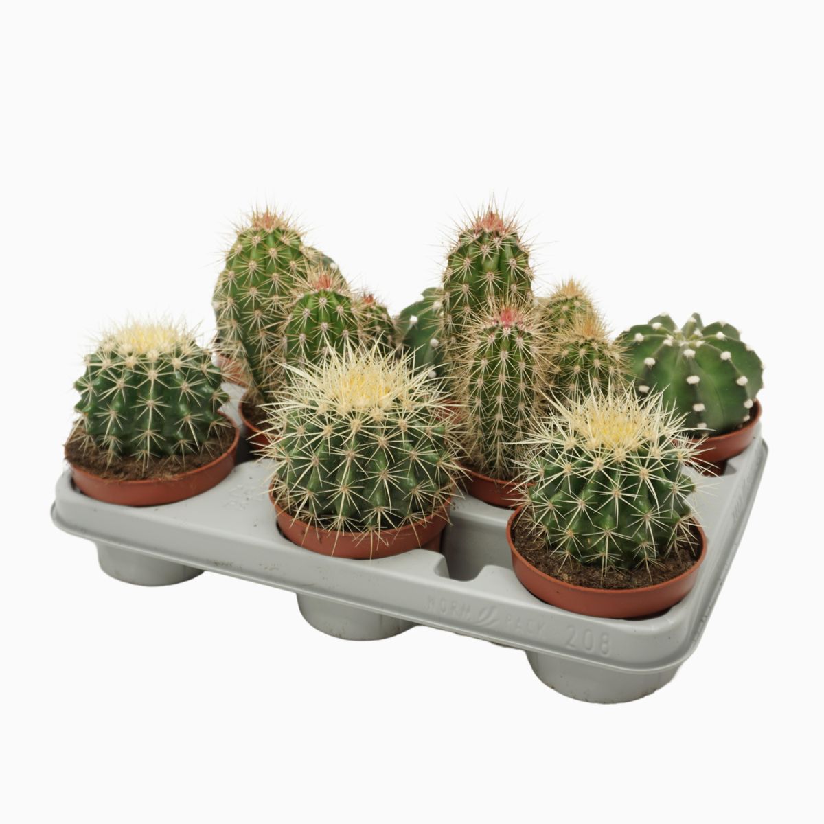 Cacti MIX (P10.5 cm H15 cm) Plant Wholesale FlorAccess