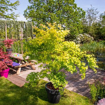 Acer palmatum 'Orange Dream'