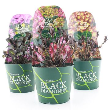 Hydrangea macrophylla BLACK DIAMONDS MIX