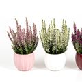 Calluna vulgaris MIX