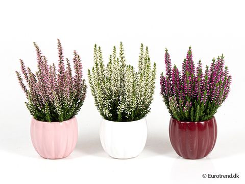 Calluna vulgaris MIX