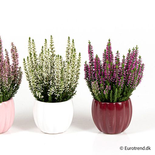 Calluna vulgaris MIX