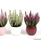 Calluna vulgaris MIX