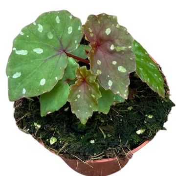 Begonia 'Betsi'