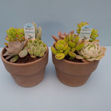 Arrangement Succulents
