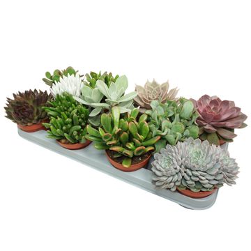 Succulents MIX
