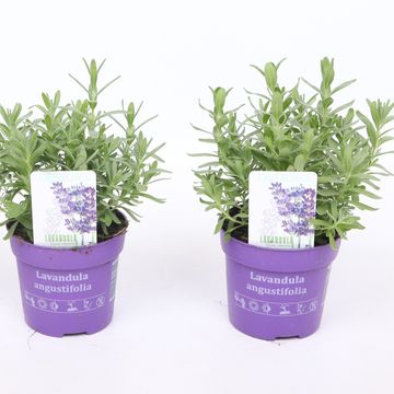 Lavandula angustifolia 'Du Verdon Blue'