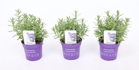 Lavandula angustifolia 'Du Verdon Blue'