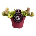 Sarracenia psittacina