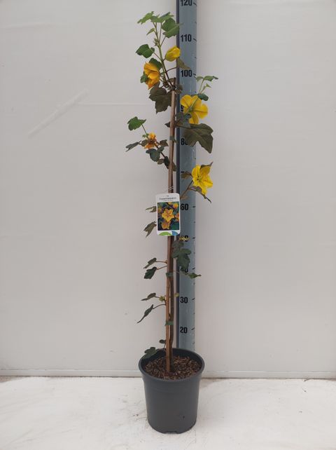 Fremontodendron californicum