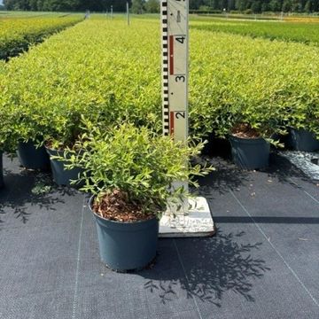 Spiraea x arguta