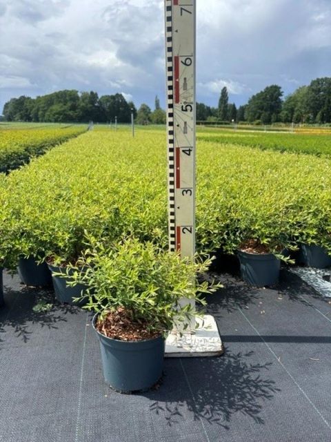 Spiraea x arguta