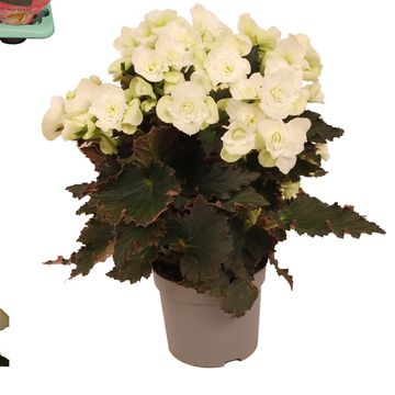 Begonia MOVE 2 JOY WHITE