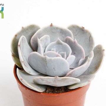 Echeveria runyonii