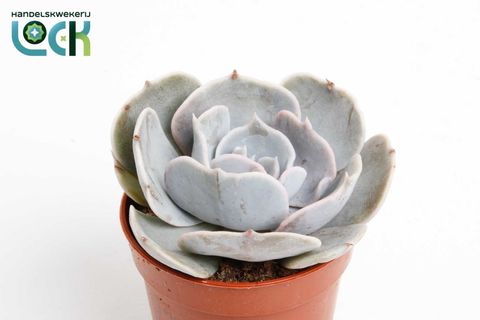Echeveria runyonii