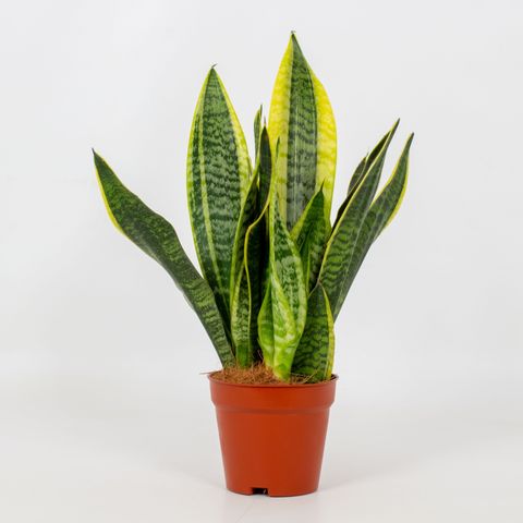 Sansevieria trifasciata 'Futura Superba' — Plant Wholesale FlorAccess