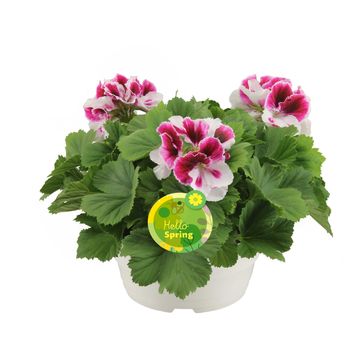 Pelargonium GRANDIFLORUM MIX