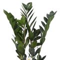Zamioculcas zamiifolia RAVEN