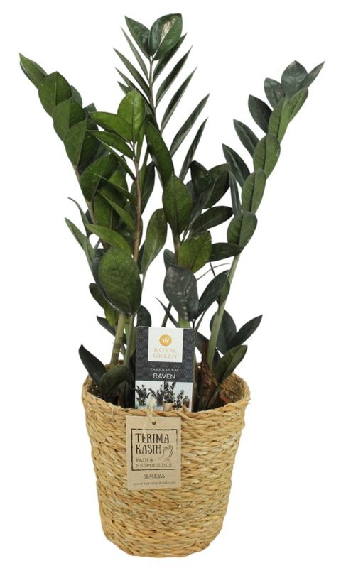 Zamioculcas zamiifolia RAVEN