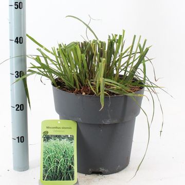 Miscanthus sinensis 'Zebrinus'