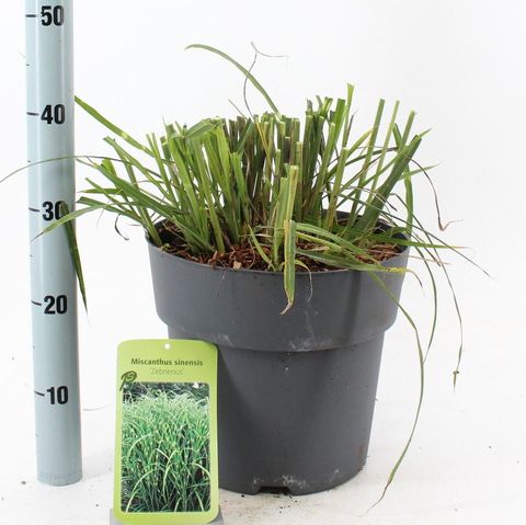 Miscanthus sinensis 'Zebrinus'