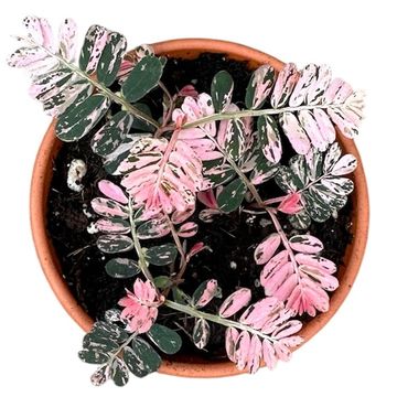 Phyllanthus urinaria 'Compacta Variegata'