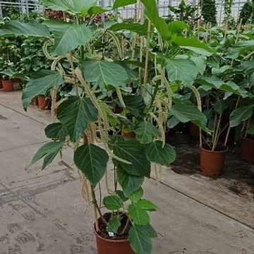 Acalypha hispida 'Alba'