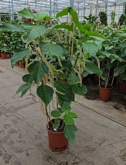 Acalypha hispida 'Alba'