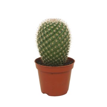 Mammillaria spinosissima pilcayensis