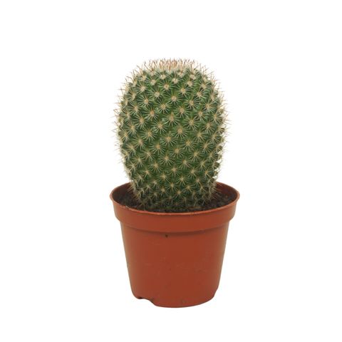 Mammillaria spinosissima pilcayensis