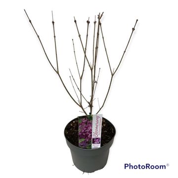 Syringa BLOOMERANG DARK PURPLE